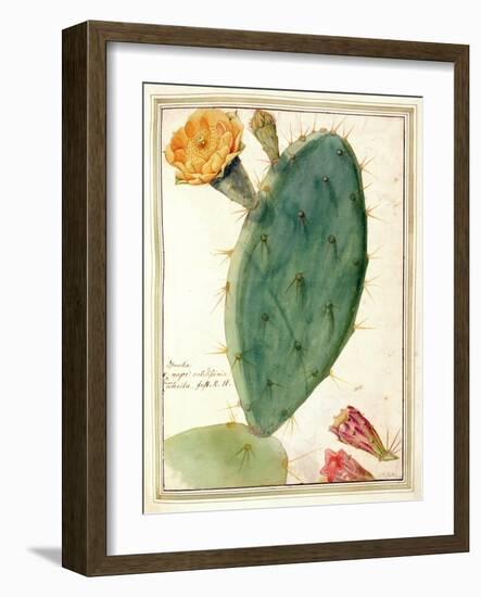 Pd.115-1973. F38 Detail of Cactus with Orange Flower, C.1764-Georg Dionysius Ehret-Framed Giclee Print