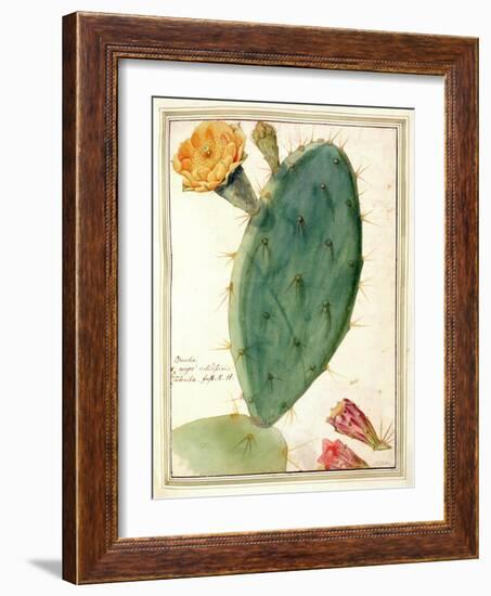 Pd.115-1973. F38 Detail of Cactus with Orange Flower, C.1764-Georg Dionysius Ehret-Framed Giclee Print