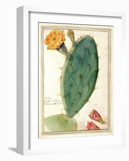 Pd.115-1973. F38 Detail of Cactus with Orange Flower, C.1764-Georg Dionysius Ehret-Framed Giclee Print