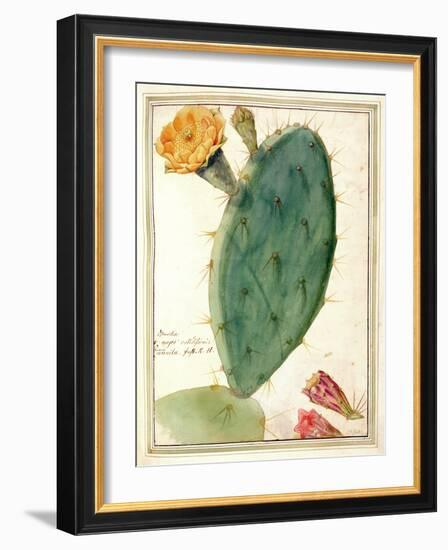 Pd.115-1973. F38 Detail of Cactus with Orange Flower, C.1764-Georg Dionysius Ehret-Framed Giclee Print