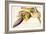 Pd.117-1973F.19 Flower of the Banana Tree-Georg Dionysius Ehret-Framed Giclee Print