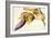 Pd.117-1973F.19 Flower of the Banana Tree-Georg Dionysius Ehret-Framed Giclee Print