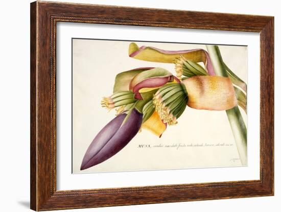 Pd.117-1973F.19 Flower of the Banana Tree-Georg Dionysius Ehret-Framed Giclee Print