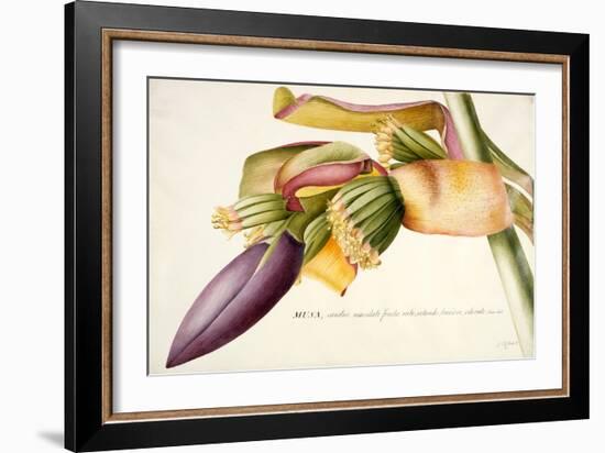 Pd.117-1973F.19 Flower of the Banana Tree-Georg Dionysius Ehret-Framed Giclee Print