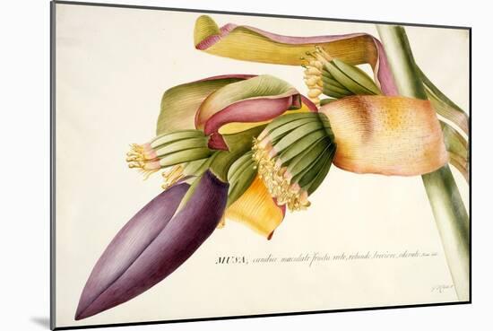 Pd.117-1973F.19 Flower of the Banana Tree-Georg Dionysius Ehret-Mounted Giclee Print