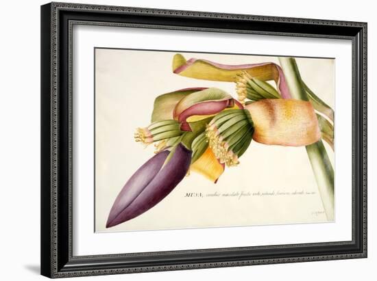 Pd.117-1973F.19 Flower of the Banana Tree-Georg Dionysius Ehret-Framed Giclee Print