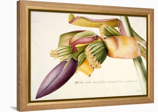 Pd.117-1973F.19 Flower of the Banana Tree-Georg Dionysius Ehret-Framed Premier Image Canvas