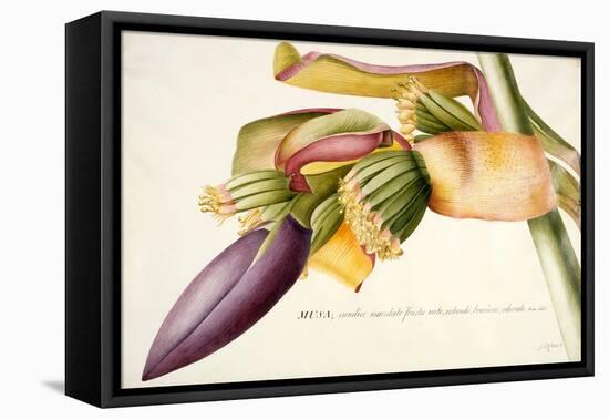 Pd.117-1973F.19 Flower of the Banana Tree-Georg Dionysius Ehret-Framed Premier Image Canvas