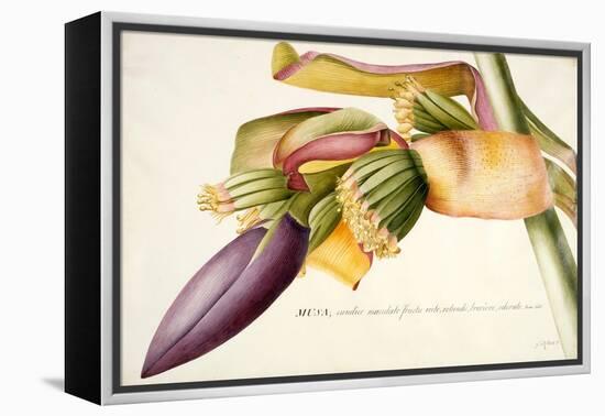 Pd.117-1973F.19 Flower of the Banana Tree-Georg Dionysius Ehret-Framed Premier Image Canvas