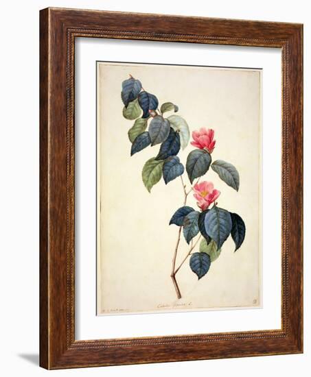 Pd.21-1960 Camellia Japonica, 1793-Pierre-Joseph Redouté-Framed Giclee Print