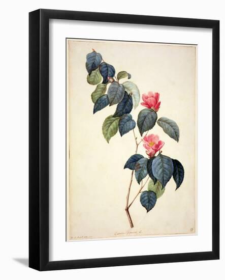 Pd.21-1960 Camellia Japonica, 1793-Pierre-Joseph Redouté-Framed Giclee Print