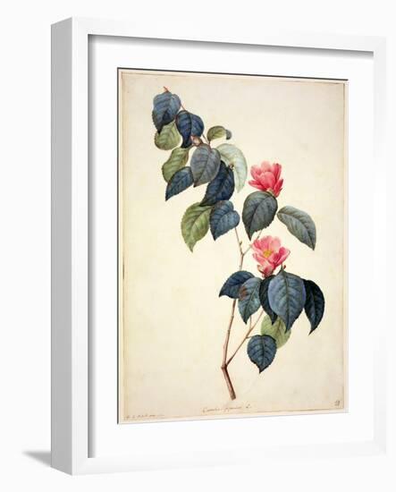 Pd.21-1960 Camellia Japonica, 1793-Pierre-Joseph Redouté-Framed Giclee Print