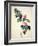 Pd.21-1960 Camellia Japonica, 1793-Pierre-Joseph Redouté-Framed Giclee Print