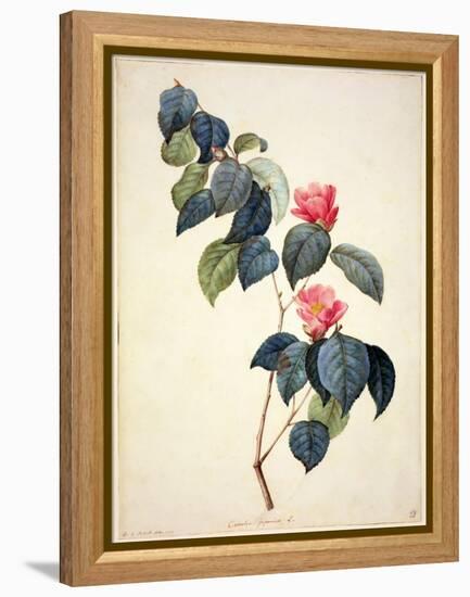 Pd.21-1960 Camellia Japonica, 1793-Pierre-Joseph Redouté-Framed Premier Image Canvas