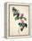 Pd.21-1960 Camellia Japonica, 1793-Pierre-Joseph Redouté-Framed Premier Image Canvas