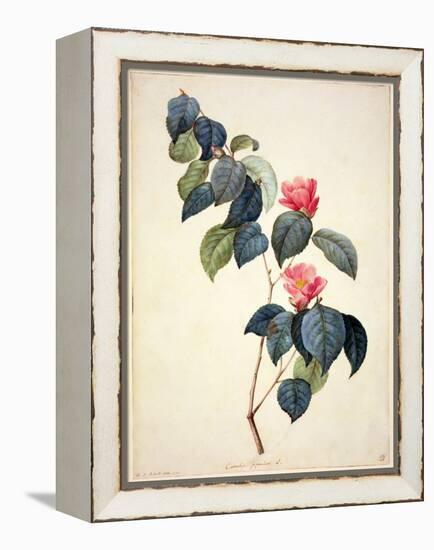 Pd.21-1960 Camellia Japonica, 1793-Pierre-Joseph Redouté-Framed Premier Image Canvas