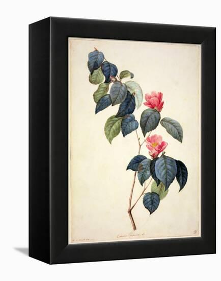 Pd.21-1960 Camellia Japonica, 1793-Pierre-Joseph Redouté-Framed Premier Image Canvas