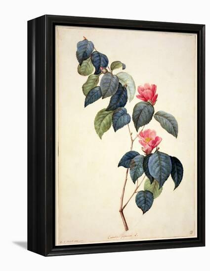 Pd.21-1960 Camellia Japonica, 1793-Pierre-Joseph Redouté-Framed Premier Image Canvas