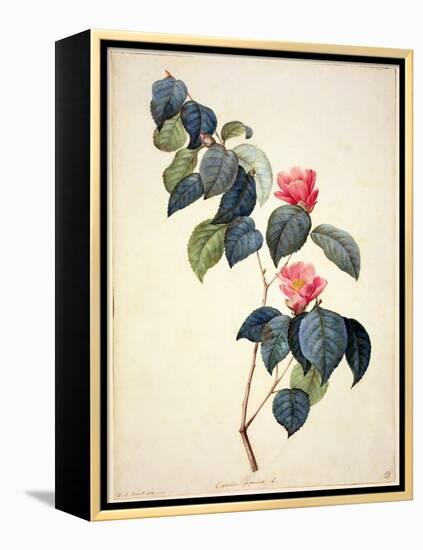 Pd.21-1960 Camellia Japonica, 1793-Pierre-Joseph Redouté-Framed Premier Image Canvas