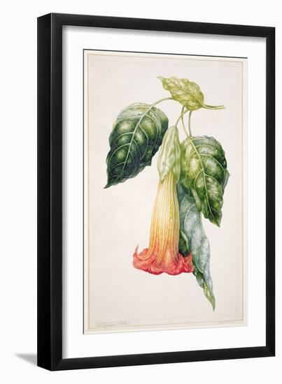 Pd.993-1973 Thorn Apple Flower from Ecuador, Datura Rosei-Augusta Innes Withers-Framed Giclee Print