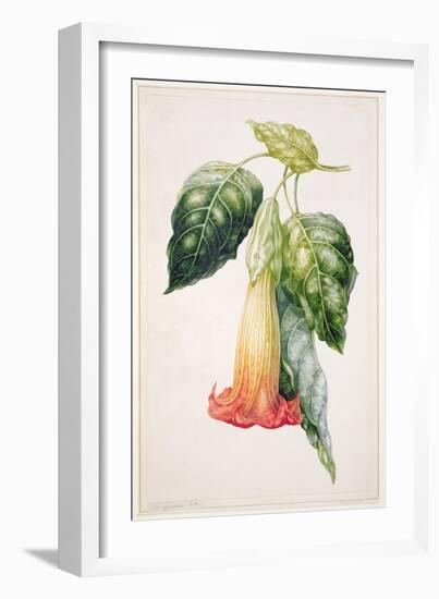 Pd.993-1973 Thorn Apple Flower from Ecuador, Datura Rosei-Augusta Innes Withers-Framed Giclee Print