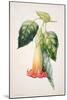 Pd.993-1973 Thorn Apple Flower from Ecuador, Datura Rosei-Augusta Innes Withers-Mounted Giclee Print