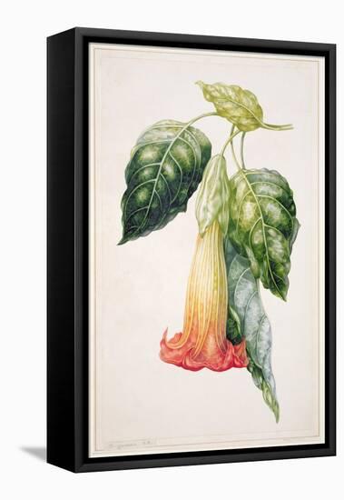 Pd.993-1973 Thorn Apple Flower from Ecuador, Datura Rosei-Augusta Innes Withers-Framed Premier Image Canvas