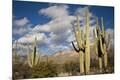 Photographic Print