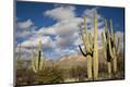 Photographic Print