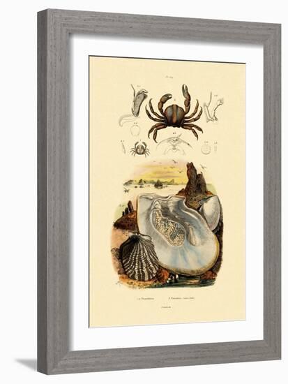 Pea Crab, 1833-39-null-Framed Giclee Print