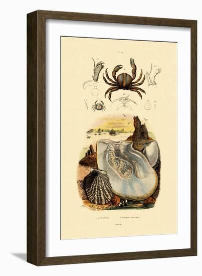 Pea Crab, 1833-39-null-Framed Giclee Print