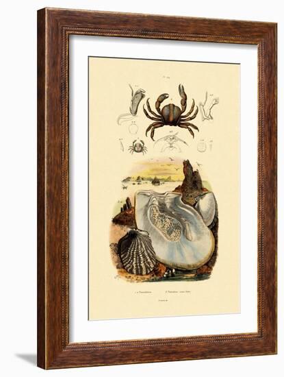 Pea Crab, 1833-39-null-Framed Giclee Print