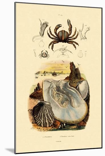 Pea Crab, 1833-39-null-Mounted Giclee Print
