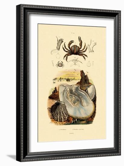 Pea Crab, 1833-39-null-Framed Giclee Print