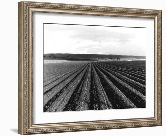 Pea Fields Near San Juan Bautista, California-Dorothea Lange-Framed Giclee Print