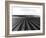 Pea Fields Near San Juan Bautista, California-Dorothea Lange-Framed Giclee Print