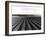 Pea Fields Near San Juan Bautista, California-Dorothea Lange-Framed Giclee Print