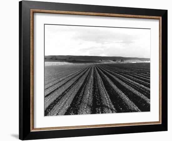 Pea Fields Near San Juan Bautista, California-Dorothea Lange-Framed Giclee Print