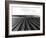 Pea Fields Near San Juan Bautista, California-Dorothea Lange-Framed Giclee Print