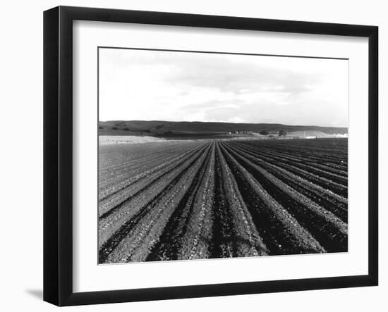 Pea Fields Near San Juan Bautista, California-Dorothea Lange-Framed Giclee Print