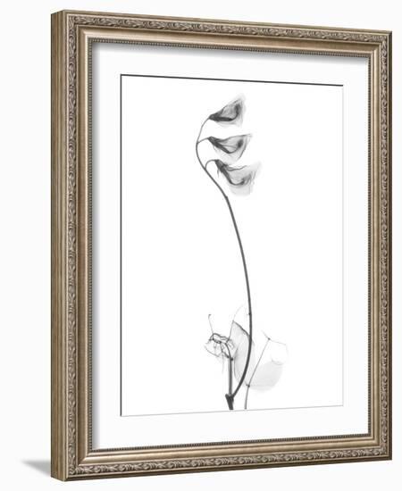 Pea H48-Albert Koetsier-Framed Art Print