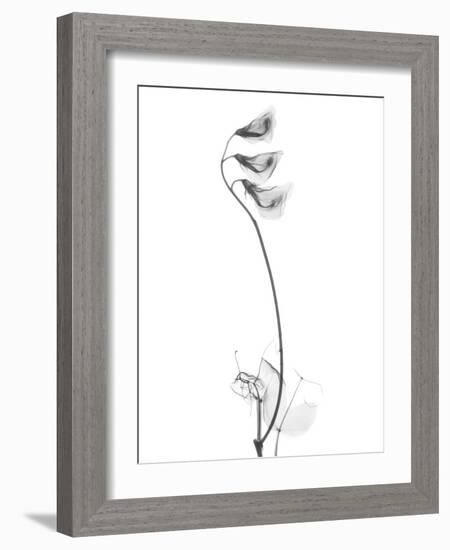 Pea H48-Albert Koetsier-Framed Art Print