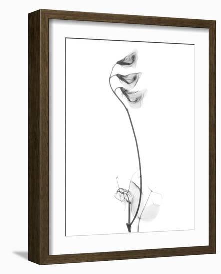 Pea H48-Albert Koetsier-Framed Art Print