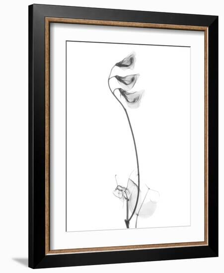 Pea H48-Albert Koetsier-Framed Art Print