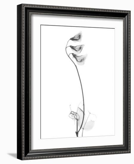 Pea H48-Albert Koetsier-Framed Art Print