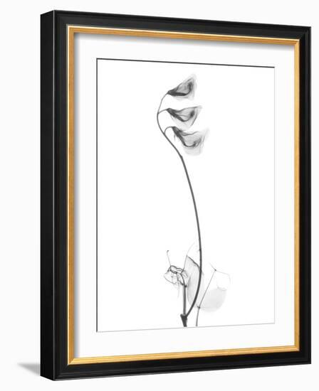 Pea H48-Albert Koetsier-Framed Art Print