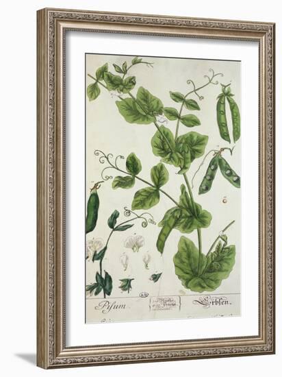 Pea, Plate from "Herbarium Blackwellianum" by the Artist, 1757-Elizabeth Blackwell-Framed Giclee Print