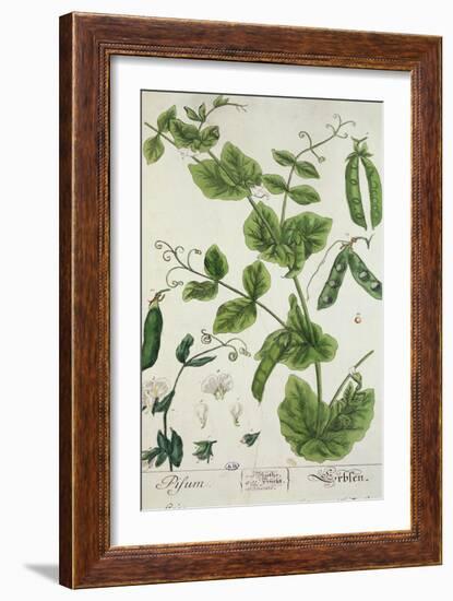 Pea, Plate from "Herbarium Blackwellianum" by the Artist, 1757-Elizabeth Blackwell-Framed Giclee Print