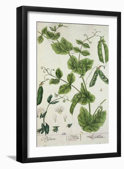 Pea, Plate from "Herbarium Blackwellianum" by the Artist, 1757-Elizabeth Blackwell-Framed Giclee Print