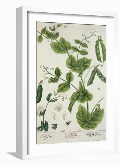 Pea, Plate from "Herbarium Blackwellianum" by the Artist, 1757-Elizabeth Blackwell-Framed Giclee Print